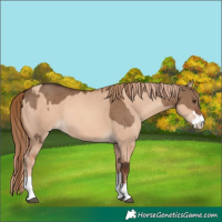 Horse Color:Liver Red Dun and Gold Champagne Dun