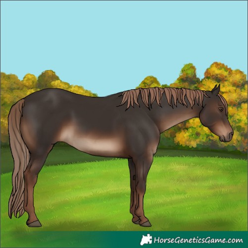 Horse Color:White Spotted Liver Chestnut 