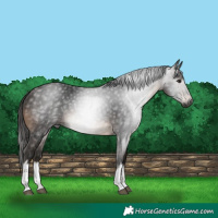 Horse Color:Gray White Spotted Bay