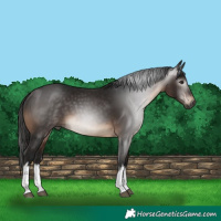 Horse Color:Gray White Spotted Bay 