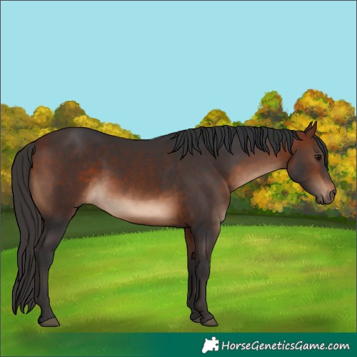 Horse Color:White Spotted Bay
