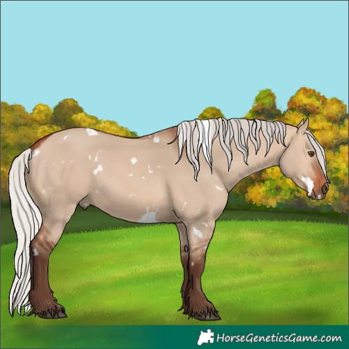 Horse Color:White Spotted Silver Bay Dun Rabicano
