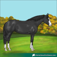 Horse Color:Black 