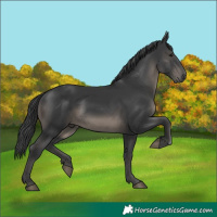 Horse Color:White Spotted Black