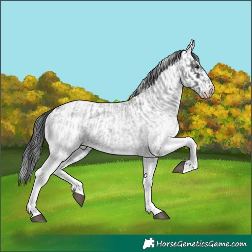 Horse Color:White Spotted Blue Roan Rabicano  and White Spotted Blue Roan Rabicano 