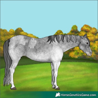 Horse Color:White Spotted Blue Roan Rabicano  and White Spotted Blue Roan Rabicano 