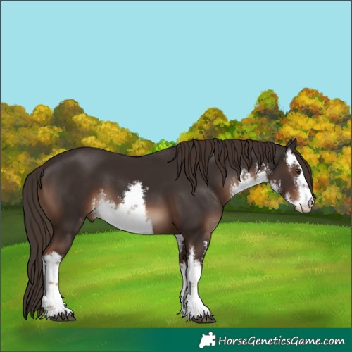 Horse Color:White Spotted Liver Chestnut 