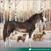 Horse Color:White Spotted Liver Chestnut 
