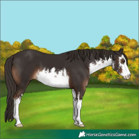 Horse Color:White Spotted Liver Chestnut