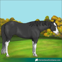 Horse Color:Black Splash