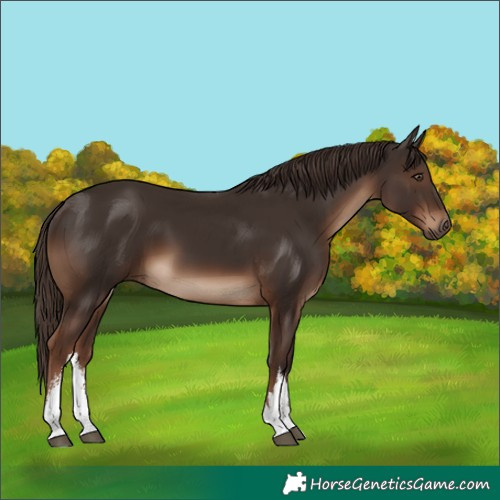 Horse Color:White Spotted Liver Chestnut 
