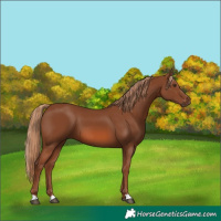 Horse Color:Chestnut 