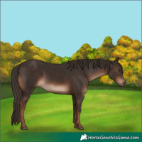 Horse Color:White Spotted Liver Chestnut 