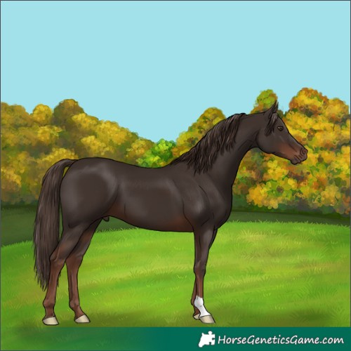 Horse Color:Liver Chestnut 