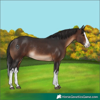 Horse Color:White Spotted Brown Splash Rabicano 