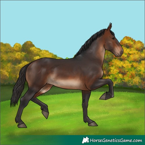 Horse Color:White Spotted Bay 