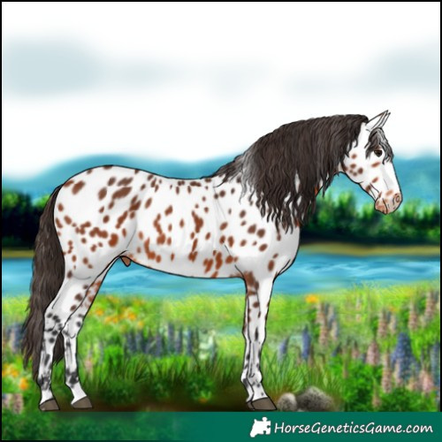 Horse Color:Bay Appaloosa 