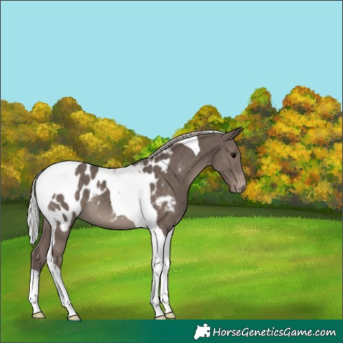Horse Color:Silver Black Tobiano Near Leopard 