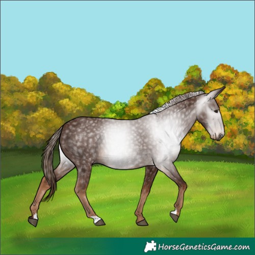 Horse Color:Gray Chestnut 