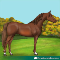 Horse Color:Chestnut 