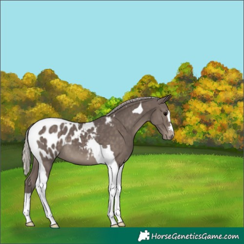 Horse Color:Silver Black Tobiano Blanket 