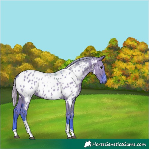 Horse Color:Gray Watercolor White Spotted Silver Grullo Tobiano Near Leopard 