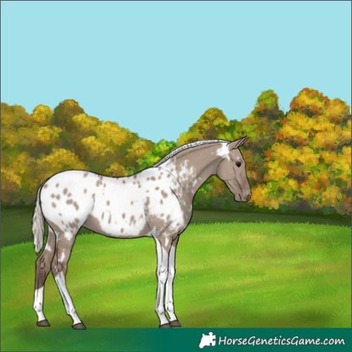 Horse Color:White Spotted Silver Grullo Tobiano Near Leopard 