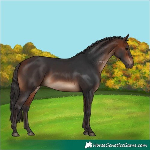 Horse Color:White Spotted Bay 