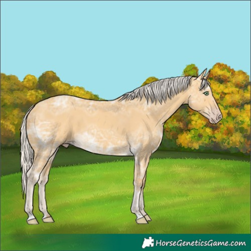 Horse Color:Silver Amber Cream Champagne Ice 