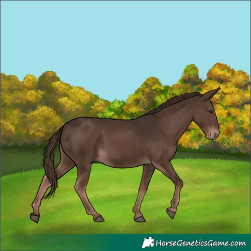 Horse Color:Liver Chestnut