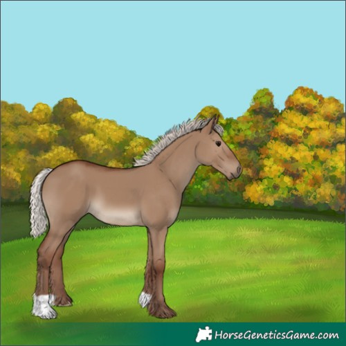 Horse Color:Silver Grullo 