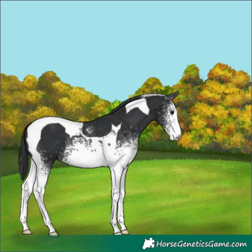 Horse Color:White Spotted Black Tobiano 