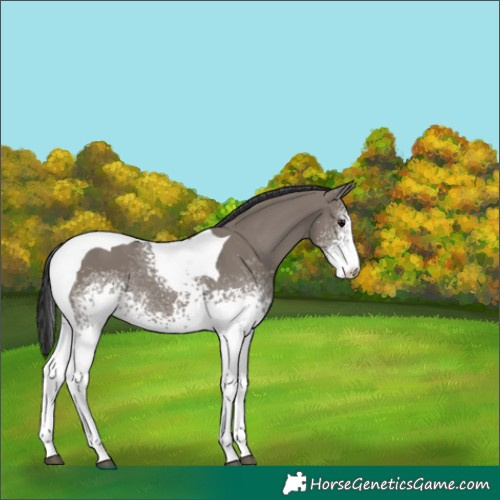 Horse Color:White Spotted Grullo Tobiano 