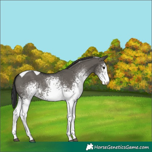 Horse Color:White Spotted Grullo Tobiano 