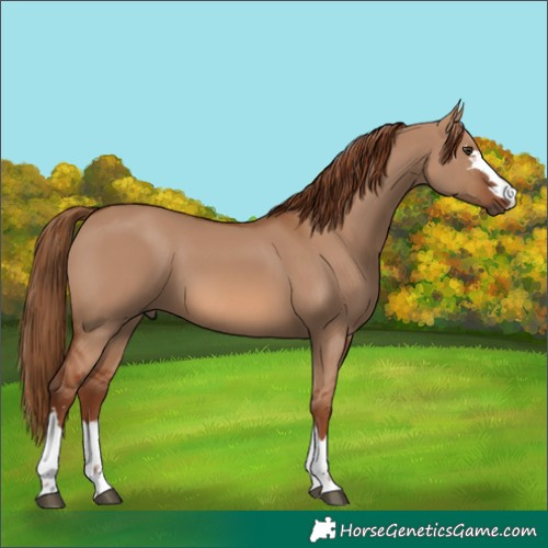 Horse Color:Red Dun