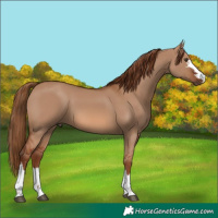 Horse Color:Red Dun 