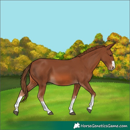 Horse Color:Unknown 
