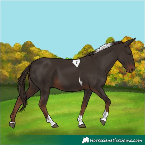 Horse Color:Liver Chestnut Tobiano 