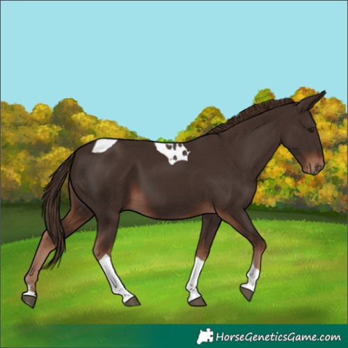 Horse Color:Liver Chestnut Tobiano