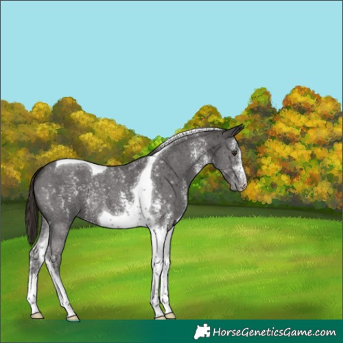 Horse Color:Liver Chestnut Sabino Tobiano 