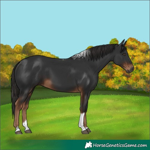 Horse Color:Gray Liver Chestnut Tobiano