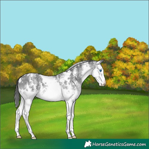 Horse Color:White Spotted Black Sabino Splash