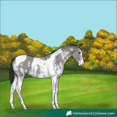 Horse Color:Black Sabino Tobiano 