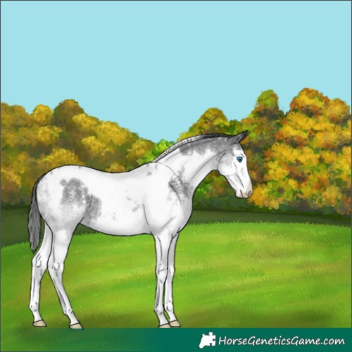 Horse Color:Black Sabino Splash Tobiano 