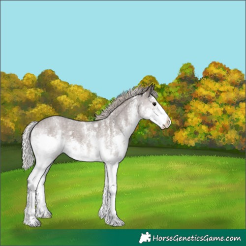 Horse Color:Silver Blue Roan Sabino Splash 