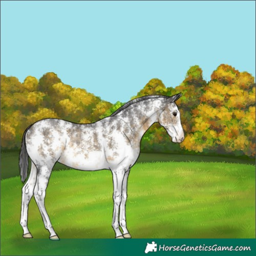 Horse Color:Buckskin Sabino 
