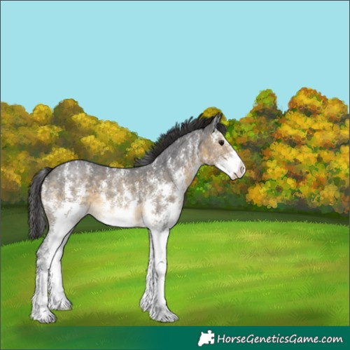 Horse Color:Buckskin Sabino 