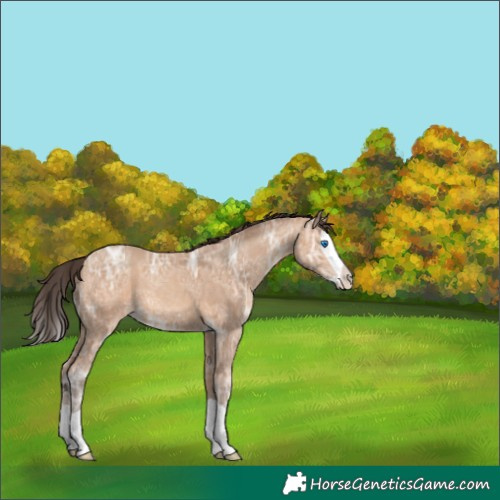 Horse Color:Amber Champagne Ice Splash 