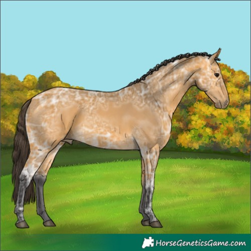 Horse Color:Buckskin Ice 