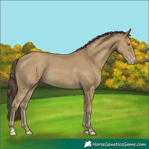 Horse Color:Classic Cream Champagne 